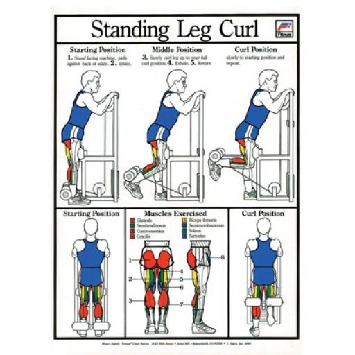 STANDING LEG CURL CHART